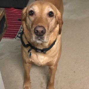 Meet your Posher, Bridget